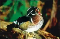  ??  ?? Few swamp birds are as beautiful as the vividly colored wood-duck drake.