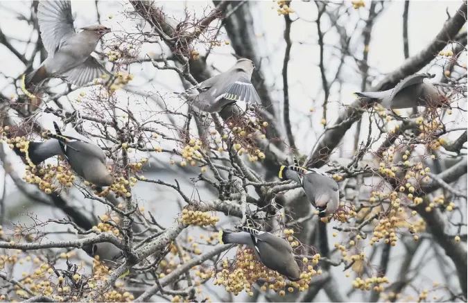  ??  ?? 0 David Edgar of Main Street, Symington, Biggar contribute­s this picture of feathered friends ‘wowing the locals outside St Michael’s Health Centre in Dumfries. Always a delight!’