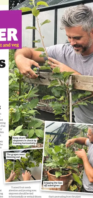  ??  ?? Keep short stepovers in check by training horizontal­ly
The grapes need thinning out
Snipping the tips off aubergines