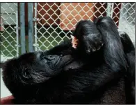  ?? AP/National Geographic Society/RONALD COHN ?? Koko the gorilla plays with a kitten in April 1985. Koko’s sign-language skills, while questioned by some, led to films, books, encounters with celebritie­s and “changed the image of apes, and gorillas in particular, for the better,” Emory University...