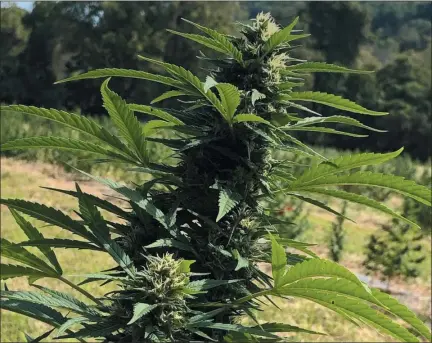  ?? MEDIANEWS GROUP FILE PHOTO ?? This September 2019 file photo shows one of the first 6,000 hemp plants growing on the Tasunka Farm Organics in Birchrunvi­lle, Chester County. The farm was the first to sign up for a business deposit account in 2019 through Customers Bank.