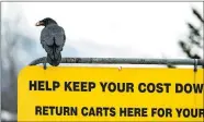  ?? LOREN HOLMES/ANCHORAGE DAILY NEWS VIA AP ?? A raven carries food in its beak as it sits atop a sign in a Costco parking lot in Anchorage, Alaska.