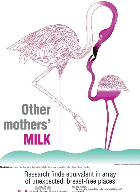  ?? The New York Times/MARCOS CHIN ?? Flamingos are among the few birds that make milk for their young, and the effort drains them of color.