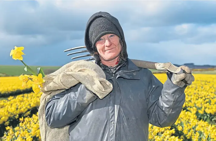  ??  ?? HARD AT WORK: Paula from Johnshaven picks out any rogue varieties in the daffodil fields at Slains Park Farm, near Kinneff. Pictures by Kath Flannery.