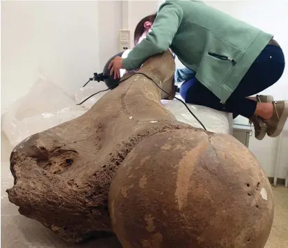  ?? Kindler/MONREPOS/AFP/Getty Images ?? Dr Sabine Gaudzinski-Windheuser examines the femur of a large adult male elephant for the presence of cut marks. Photograph: Lutz