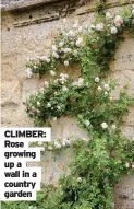  ??  ?? CLIMBER: Rose growing up a wall in a country garden