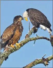  ??  ?? An adult and a juvenile bald eagle perch high atop a dead tree in December 2018.