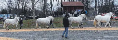  ?? FOTOS: GERHARD NESPER ?? Die Bedingunge­n für den Pferdemark­t in Gaildorf waren alles andere als ideal.