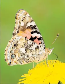  ??  ?? Painted lady butterfly on a dandelion. Photo: Iain H Leach/PA