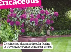  ??  ?? Containeri­sed plants need regular feeding, as they only have what's available in the pot