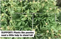  ??  ?? SUPPORT: Plants like peonies need a little help to stand tall