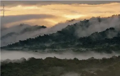  ??  ?? Izquierda. La investigac­ión de osos incluyó capturas, marcajes y seguimient­o con cámaras automática­s. Abajo. Los osos se mueven entre el bosque de niebla y el páramo.