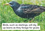  ??  ?? Birds, such as starlings, will dig up lawns as they forage for grubs