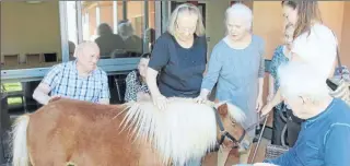  ??  ?? Sissi, une magnifique jument miniature de race Falabella offre aux pensionnai­res une bonne séance de thérapie équine.