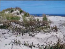  ?? WAYNE PARRY — THE ASSOCIATED PRESS ?? This photo shows some of the large sand dunes in Stone Harbor, N.J.