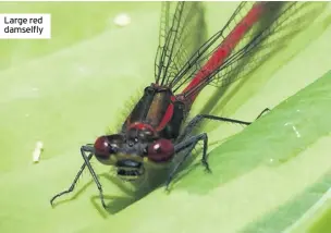  ??  ?? Large red damselfly