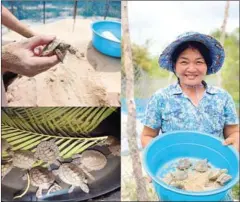  ?? WCS ?? A women shows royal turtles that just hatch at the Koh Kong Reptile Conservati­on Centre (KKRCC) on May 22.