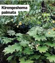  ?? ?? Kirengesho­ma palmata