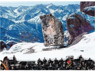  ??  ?? Winzig wirken die Musiker vor der gigantisch­en Leinwand, während der Schneeleop­ard auf Jagd geht