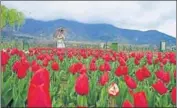  ?? PTI ?? The picturesqu­e place is now on the bucket list of many tourists, says Tulip Garden in-charge Inam ul Rehman.