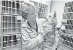  ?? SETH HARRISON/ USA TODAY NETWORK ?? Dana Rocco, manager at the Humane Society of Westcheste­r in New Rochelle, N. Y., plays with a dog.