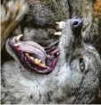  ?? Foto: Axel Heimken, dpa ?? Wie viele Tiere hat der Wolf auf dem Gewissen?