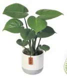  ??  ?? Monstera £4.99, Lidl