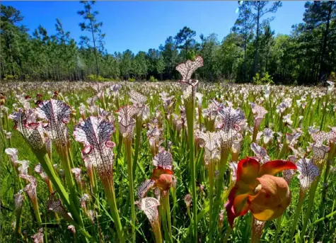  ?? Ben Raines via TNS ?? A field of pitcher plants in a bog in Alabama’s Mobile River basin, where thousands of species are under threat and many have gone extinct.