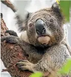  ?? GETTY IMAGES ?? A scientist says New South Wales might have lost 10,000 koalas – about a third of the population – to drought and bushfires.