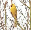  ?? JEREMY BLACK ?? This bird may dress like a canary, but he’s really a cardinal.