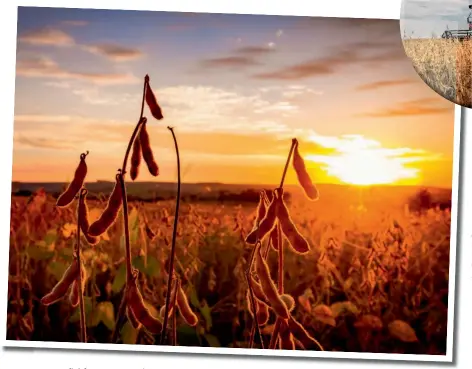  ?? ?? Left: Soybean field Opposite: Grain prices are set to stay at a high level