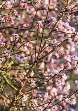  ??  ?? Outstandin­g winter plant Viburnum bodnantens­e ‘Dawn’ fills the garden with its effervesce­nt blooms, reaching 10ft (3m) in height.