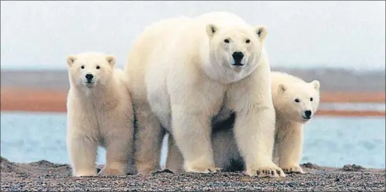  ?? REUTERS ?? Un oso polar junto a un osezno en la costa del mar Beaufort, en el Refugio Nacional de Fauna Silvestre del Ártico, en Alaska