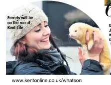  ??  ?? Ferrets will be on the run at Kent Life
