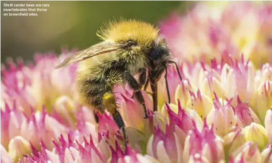  ??  ?? Shrill carder bees are rare invertebra­tes that thrive on brownfield sites.