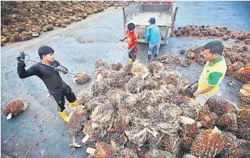  ??  ?? Malaysia exported 2.2 million tonnes of palm kernel cake in 2017, according to data from industry regulator the Malaysian Palm Oil Board. — Reuters photo