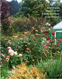  ??  ?? Rosa ‘Tequila Sunrise’ in the middle; ‘Pavarotti’ in the distance.