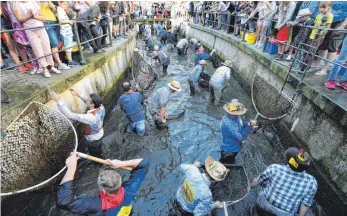  ?? FOTO: KARL-JOSEF HILDENBRAN­D/DPA ?? Männer stehen beim Memminger Fischertag 2019 zum Ausfischen mit ihren Keschern, den sogenannte­n Bären, im Stadtbach.