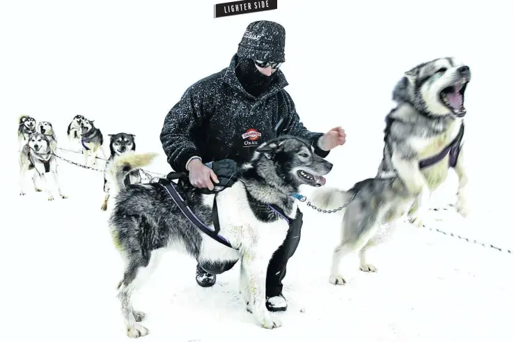  ?? Picture: In Pictures Ltd./Corbis via Getty Images ?? FURRY SAVIOURS You don’t want to lose your huskies in a blizzard.