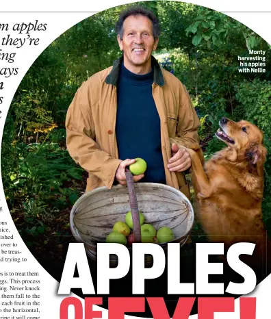  ?? ?? Monty harvesting his apples with Nellie