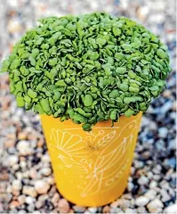  ?? LYNDA HALLINAN/NZ GARDENER ?? Fast growing mizuna microgreen­s. Ready to harvest after six to seven days.