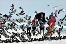  ?? Associated Press ?? ■ A group of people watch as pigeons spooked by a dog take flight Friday on the beach at Okaloosa Island near Fort Walton Beach, Fla. With Tropical Storm Nestor brewing in the Gulf of Mexico, curious onlookers in this Florida panhandle community came out to see the effects of the storm as it approached.