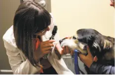  ?? Allison Graham / The Chronicle ?? Windsor veterinari­an Jessica Klein treats Boomer at her practice last week. Klein is seeking city approval to serve wine to pet owners in her office.