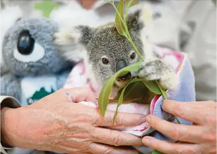  ??  ?? According to researcher­s, institutin­g daylight saving time in Queensland, Australia, would help reduce the number of koala deaths by 8% on weekdays and 11% on weekends.