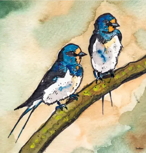  ??  ?? Swallows