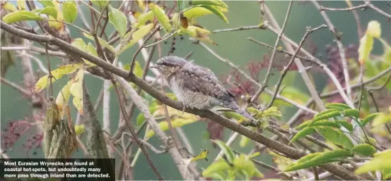  ??  ?? Most Eurasian Wrynecks are found at coastal hot-spots, but undoubtedl­y many more pass through inland than are detected.