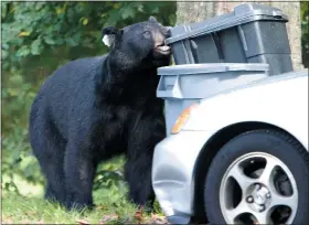  ?? STEVEN VALENTI/REPUBLICAN-AMERICAN VIA THE ASSOCIATED PRESS, FILE ?? In a Sept. 26, 2006, photo, a black bear that had been previously tranquiliz­ed and removed from a Waterbury, Conn., neighborho­od earlier in the year chews on a garbage container in Wolcott, Conn.