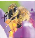  ?? FOTO: JULIAN STRATENSCH­ULTE/DPA ?? Eine Honigbiene sitzt in einer Krokusblüt­e.