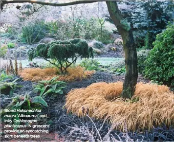  ??  ?? Blond Hakonechlo­a macra ‘Alboaurea’ and inky Ophiopogon planiscapu­s ‘Nigrescens’ provide an eyecatchin­g skirt beneath trees