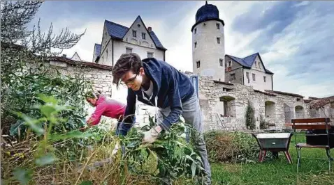  ??  ?? Sebastian Beck und Sascha Vonk befreien den Künstlerga­rten am Kannawurfe­r Schloss von Wildwuchs. In den nächsten Tagen soll nun auch noch die Mauer auf der Südseite eine neue Krone bekommen. Fotos (): Jens König